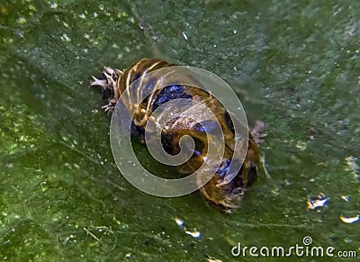 Close up of a ladybird pupae on a leaf in a garden in Suffolk Stock Photo