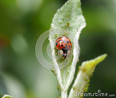 Ladybug on a leaf Stock Photo