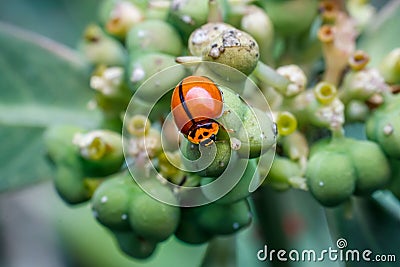 Close-up of ladybug on flower Stock Photo