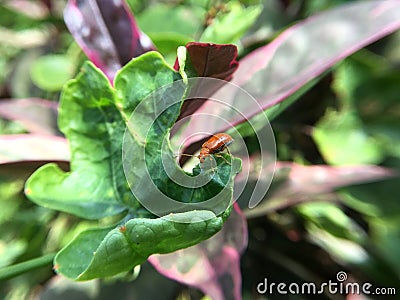 Ladybug leaf isolated spring summer background Stock Photo