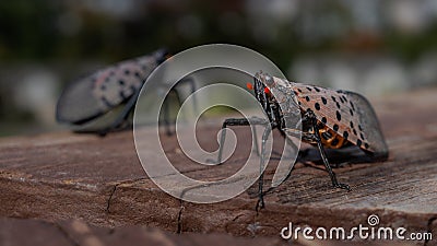 Close-up of a lantern fly, Lycorma delicatula, on a piece of wood with out of focus background Stock Photo