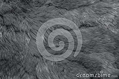 Close-up of lapin colored fur for texture background Stock Photo