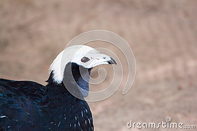 Close up of large bird with white head and large brown eyes. Blue throated Pipin Guan Stock Photo