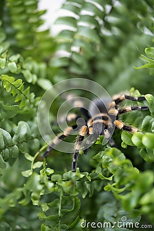 Close-up of a black big spider with orange stripes sitting in a fern Bush Stock Photo