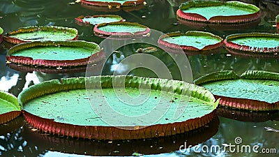 Close up of giant amazon waterlily growing in rio Stock Photo