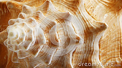 Close Up of Large Conch Shell Stock Photo