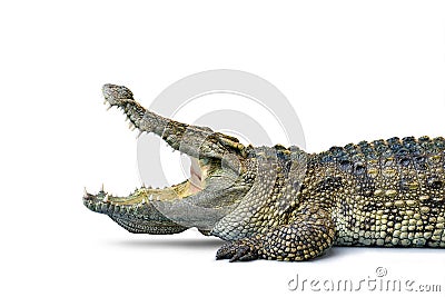 Close-up Large Crocodile open mouth Stock Photo