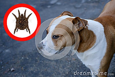 Close-up of a large dog, near a round tick hazard symbol, the concept of infestation of pets with parasites, pet care Stock Photo