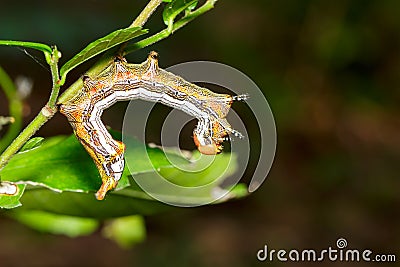 Close up of Large dragon-tailed caterpillar Stock Photo