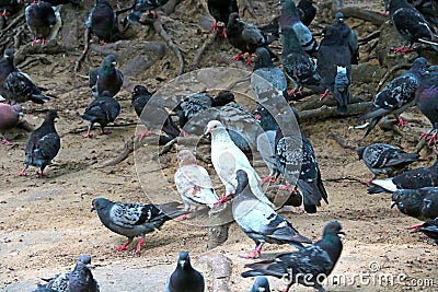 Close-up of a large flock of pigeons on the ground. Stock Photo