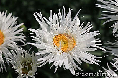 A close up of large fringed flower of the `Crazy Daisy` variety Stock Photo