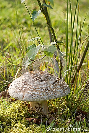 close up of large fungi Stock Photo