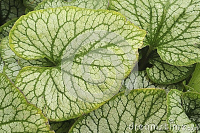 Close up of large green perenial leaf Stock Photo