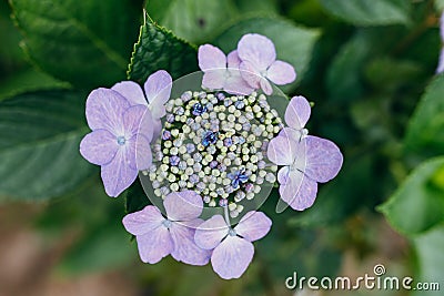 Close-up of large-leaved Hydrangia (Hydrangea macrophylla) flowers in a garden Stock Photo