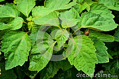 Close up of large leaves on patchouli plant Stock Photo