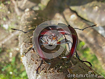 Male European stag beetle insect on tree branch Stock Photo