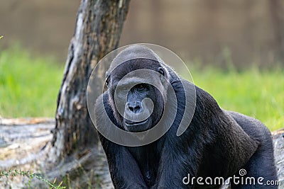 Close up of a large male gorilla Stock Photo