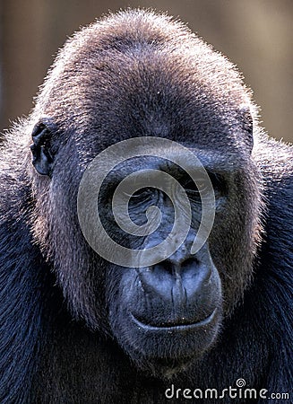 Close up of a large male gorilla Stock Photo