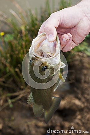 A close up of a large mouth bass fish Stock Photo