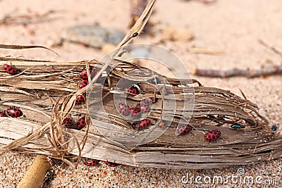 Close Up of Large Number of Ladybugs and Beetles Gather in Spring on Organic Debris on the Beach Stock Photo