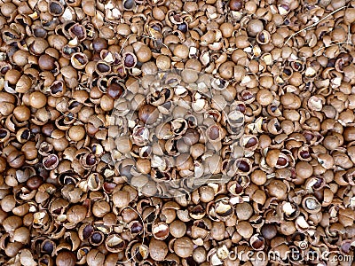 Close-up of large pile of macadamia nuts cracked Stock Photo