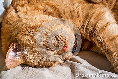 Close up of large, sleeping, orange cat Stock Photo