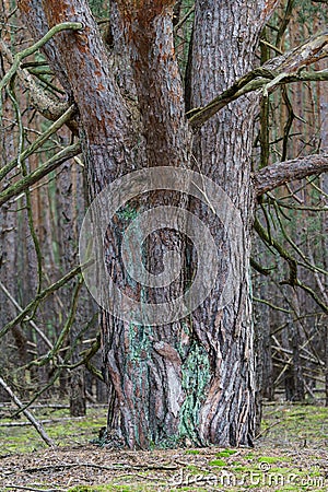 Close-up of a large trunk Stock Photo