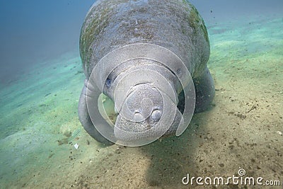 A Curious and Friendly West Indian Manatee Stock Photo