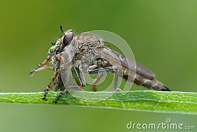 A robberfly , Asilidae, has captured a fly on a green leaf Stock Photo