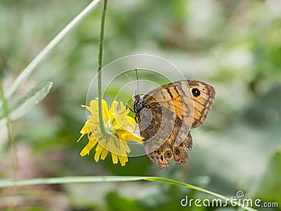 Lasiommata megera, or wall brown butterfly sitting on a yellow flower Stock Photo