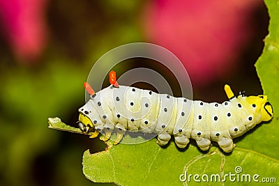 Promethea Silkmoth Caterpillar Stock Photo