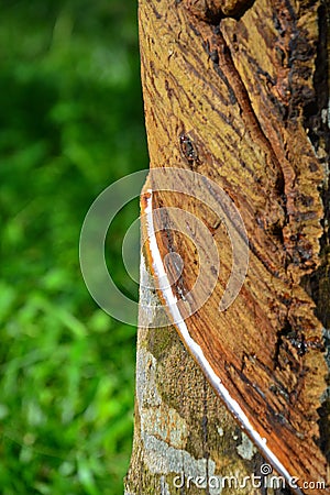 Close up of latex or rubber milk at Malaysia plantation Stock Photo