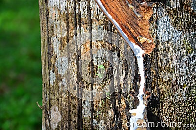 Close up of latex or rubber milk at Malaysia plantation Stock Photo