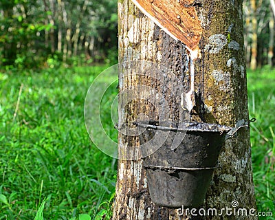 Close up of latex or rubber milk at Malaysia plantation Stock Photo