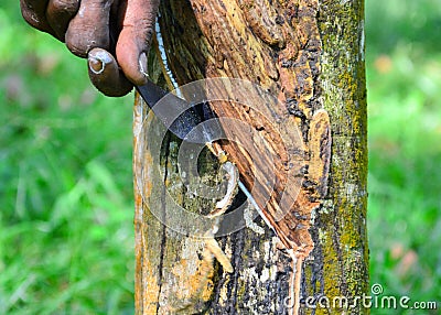 Close up of latex or rubber milk at Malaysia plantation Stock Photo