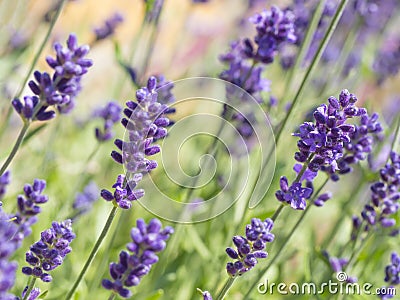 Close up Lavandula angustifolia, Levander floral pattern, bunch of flowers in bloom, purple lilac scented flowering Stock Photo