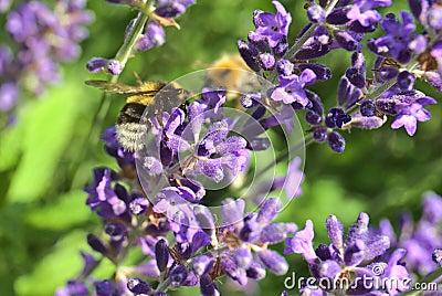 Close up of lavender Stock Photo