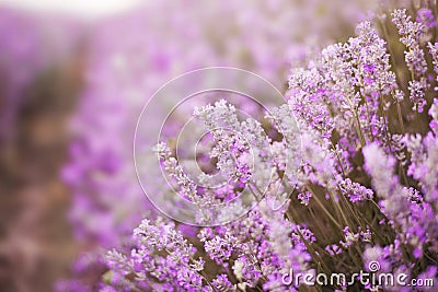 Close up of lavender. Blurred background, Selective focus Stock Photo