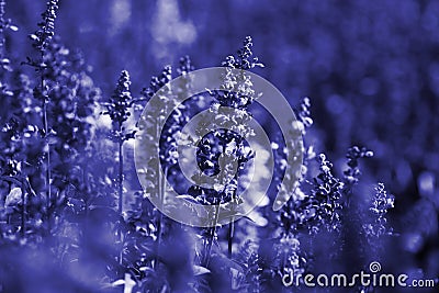 Close up lavender flower in field Stock Photo