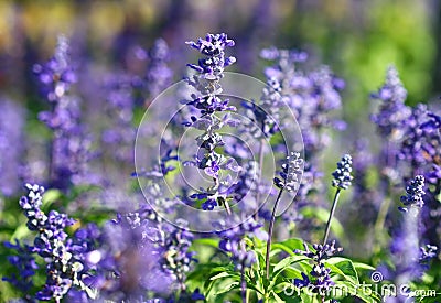 Close up lavender flower in field Stock Photo