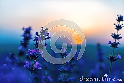 Close up Lavender flower on sunset. Selective focus on Bushes of lavender purple aromatic flowers at lavender fields of the French Stock Photo