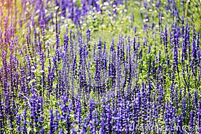 Close up the lavender flowers in the lavender field. Spring season and rainy season concept Stock Photo