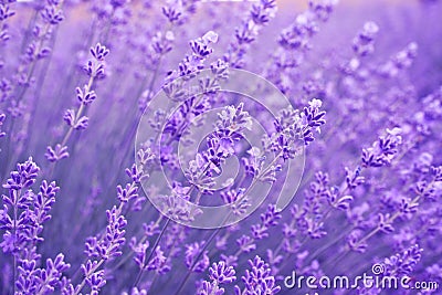 Close up of lavender flowers. Soft focus of lavender field. Stock Photo