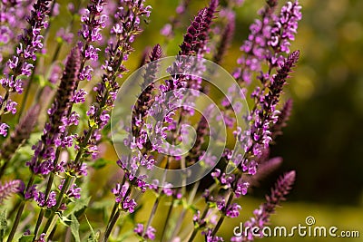 Close up lavender stems on defused field background Stock Photo