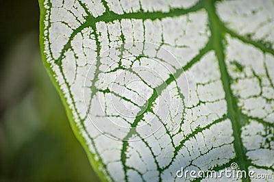 Close-up of leaf covered with white powder showing leaf`s nerves Stock Photo