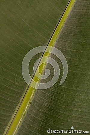 Close-up of a Leaf of a Dwarf Banana Stock Photo