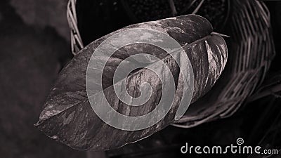 Close up leaf of epipremnum pinnatum variegated Stock Photo