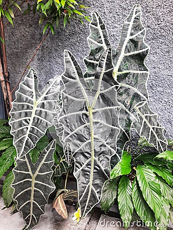 Close-up of leaf green (Alocasia odora) outdoors Stock Photo