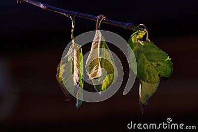 Close-up of a leaf of merry with brown spots caused by fungal diseases Stock Photo