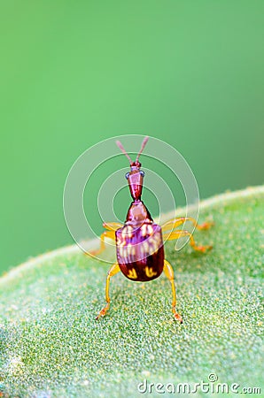 Close up Leaf Rolling Weevil or Giraffe Weevil Stock Photo